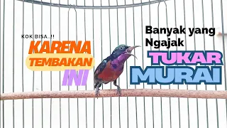 burung konin gacor masteran kicau kolibri ninja masteran materi tembakan konin jeda natural viral
