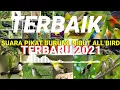 Lagu SUARA PIKAT BURUNG RIBUT MP3~SEMUA JENIS BURUNG,BUKTIKAN!