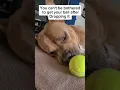 Download Lagu sadtimes#saddog#funnydog