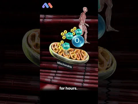 Why can you walk for hours, but can't sprint for more than a few seconds?