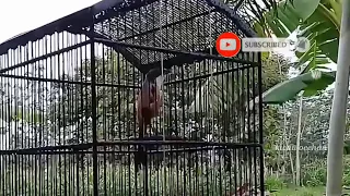 masteran cendet trotol full tembakan masteran paling di sukai kicau mania