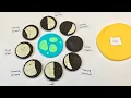 Oreo Moon Phases Activity