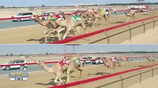 ش   برزان ل  محمد صقر هدوب سعيد العمري  المرموم الأسبوع الثامن             لقايا قعدان إنتاج        دندنها