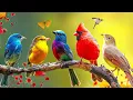 Download Lagu Birds Chirping 4K ~ 24/7 Birdsong to Relieves stress, prevents anxiety and depression, Heal The Mind