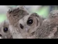 True Facts About The Owl