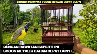 tips merawat sogon metalik bahan cepat bunyi dan gacor 
