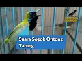 Download Lagu [1 Jam] Suara Pancingan Sogok Ontong Agar Bunyi !! Terapi Suara Tarung/Pikat Terbukti