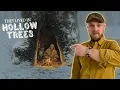 Download Lagu A History of Hollow Trees (and people who LIVED in them)