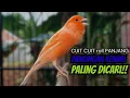 Download Lagu PANCINGAN KENARI GACOR CUIT CUIT AMPUH MASTERAN DAN TERAPI KENARI MACET BUNYI AGAR GACOR!!
