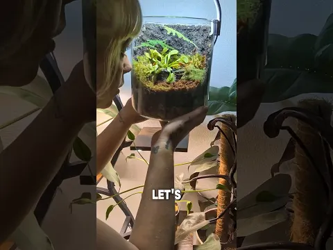 I Built a Self-Sustaining Terrarium for a Carnivorous Plant… That Eats Bugs #terrarium #terrariums