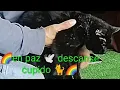 Lagu 🌈en paz descanse 🕊️ cupidito 🐈siempre estará en mi corazón ❤️ y mi mente 