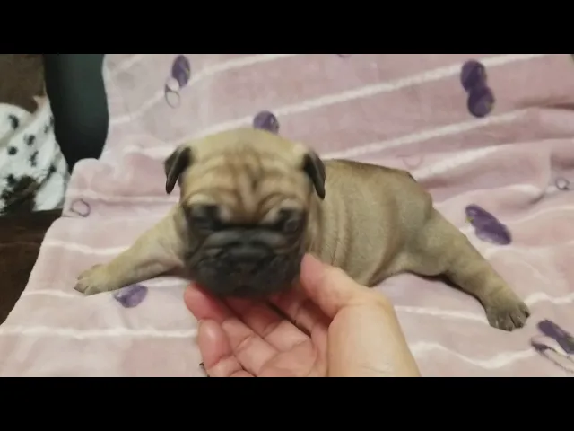 動画