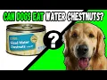 Can Dogs Eat Water Chestnuts