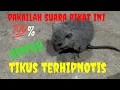 Download Lagu suara pikat tikus paling ampuh/cara memanggil tikus ekor putih.