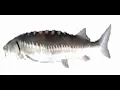 Download Lagu I AM JUST A FISH