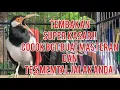 Download Lagu Masteran Jalak Suren Full Isian Tembakan Serem KASAR