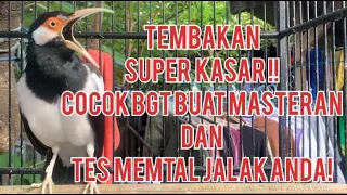 Download Masteran Jalak Suren Full Isian Tembakan Serem KASAR MP3