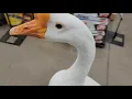 Tractor Supply trip with George and Leila