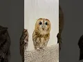 Download Lagu Tawny Owl - Owl Calls and Sounds