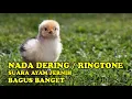 Download Lagu NADA DERING||RINGTONE SUARA ANAK AYAM MERDU BANGET