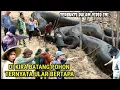 Download Lagu GEMPAR JOMBANG DI KIRA BATANG POHON TERNYATA ULAR BERTAPA