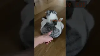 cat with confusing auras