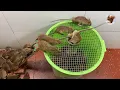 Download Lagu mouse trap \\ electric mousetrap \\ water mouse trap \\ Make a mouse trap with a plastic box