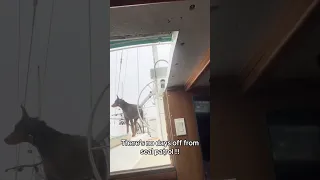 Not even sundays off smh lol . #fyp #pets #doberman #sailing