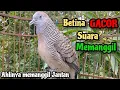 Download Lagu Suara perkutut betina memanggil jantan -suara mengundang Bunyi