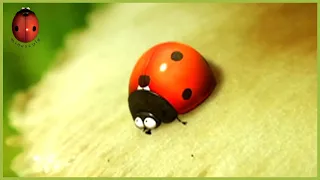 The Right Seed | Minuscule | 30' Compilation