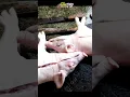Download Lagu Hoe een varken te snijden