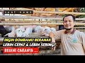 Download Lagu AGAR DOMBA BERANAK LEBIH CEPAT DAN LEBIH SERING| @AGROTV9