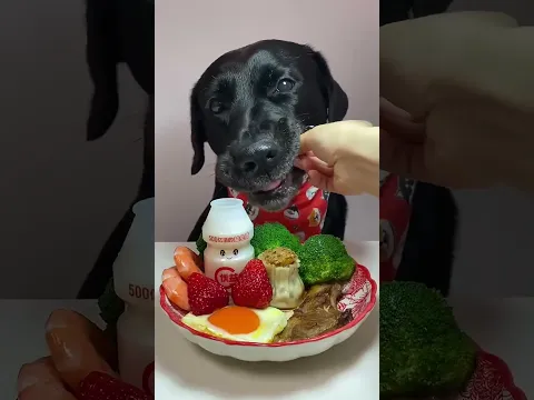 Salty and sweet perpetual motion machine~ Everything has Labrador Dog Cute pet debut plan Oh my go