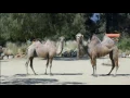 GEICO Camel Hump Day Commercial 2014