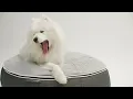 Canine Cloud 9 Luxury dog bed ambient lounge