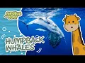 Humpback Whale Facts George Toby Wildlife Rangers Animal Facts For Kids