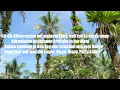 Ski Aggu - Party Sahne (Letra/Lyrics) | Official Music Video