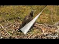 Decorah Eagles - North Nest powered by EXPLORE org A young eagle visits the nest