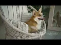 Bailey Chairs A Lifesaver for Dogs