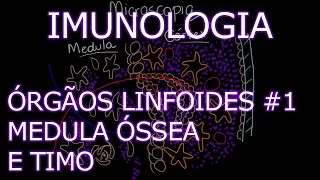 Aula: Imunologia - Órgãos Linfoides - Medula Óssea e Timo | Imunologia #4
