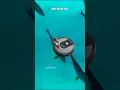 Dusty Douglas - Hedgehog on a Roomba [Official Music Video]