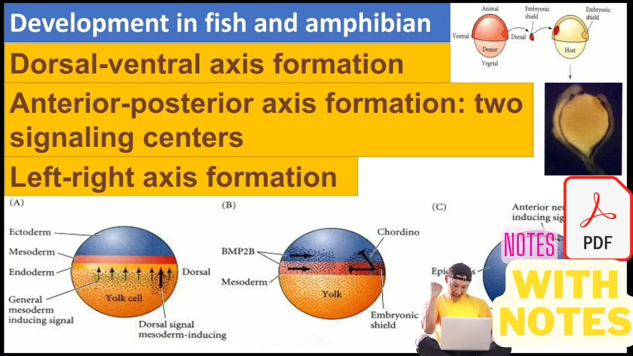 Axis formation in fish and frog(amphibian) | development in fish) | Developmental Biology csir net |