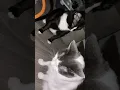 Lagu @cocobellam0reo After hours fight #cat #catlovers 👍