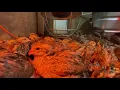 Raising Bobwhite quail From eggs to full grown