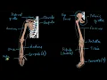 Appendicular skeleton Locomotion and movement Biology Khan Academy