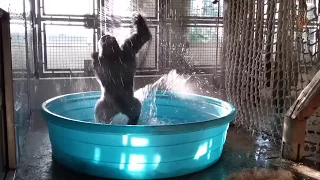 Breakdancing Gorilla Enjoys Pool Behind The Scenes 