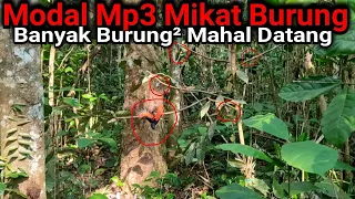 Download jelajahi hutan sumatra mikat burung yang datang burung mahal semua MP3