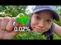 How to Find a 4-Leaf Clover