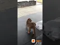 Download Lagu Monkey farts on Dog 😂😂😂😂