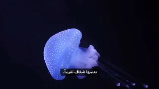    كيلومتر تحت سطح البحر  ماذا وجدوا هناك     دندنها